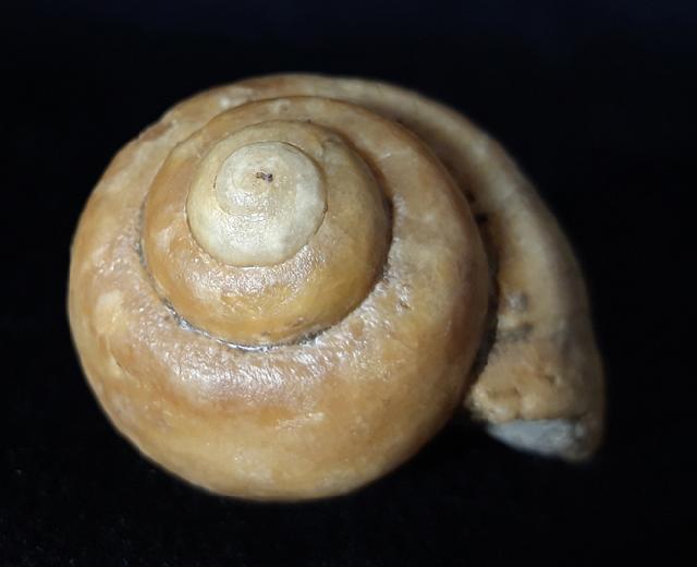 Ampullina sp. (FRUSSAC 1822) - Bild © FossNet FossilienStore